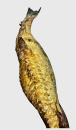 ARENQUE AHUMADA ENTERO 400 G